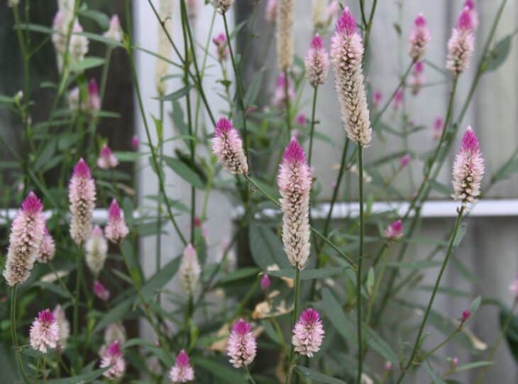 Plumed Cockscomb - Celosia argentea var. plumosa