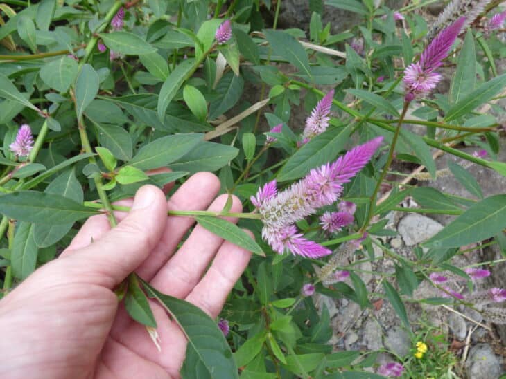 Plumed Cockscomb - Celosia argentea var. plumosa