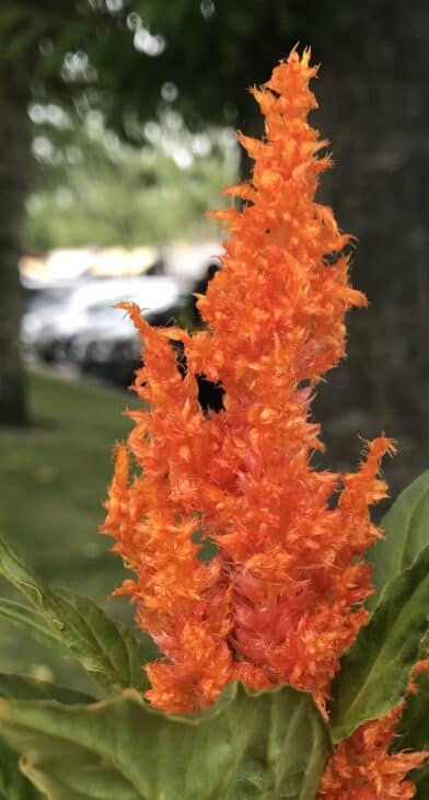 Plumed Cockscomb - Celosia argentea var. plumosa