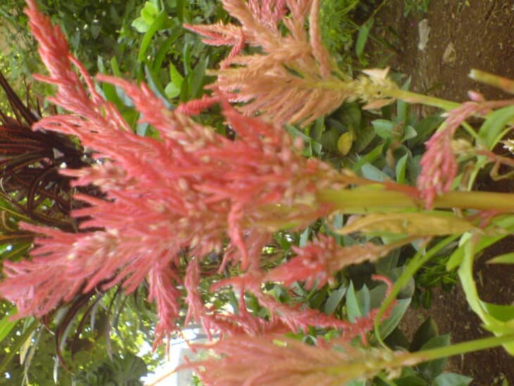 Plumed Cockscomb - Celosia argentea var. plumosa