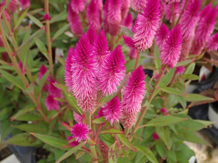 Plumed Cockscomb - Celosia argentea var. plumosa