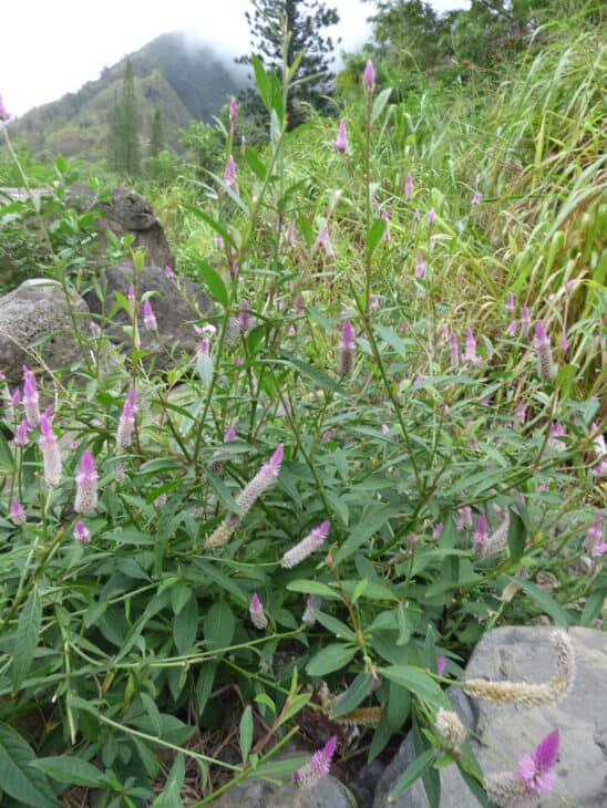 Plumed Cockscomb - Celosia argentea var. plumosa