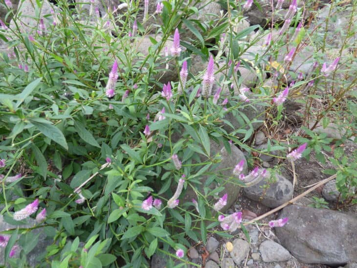 Plumed Cockscomb - Celosia argentea var. plumosa