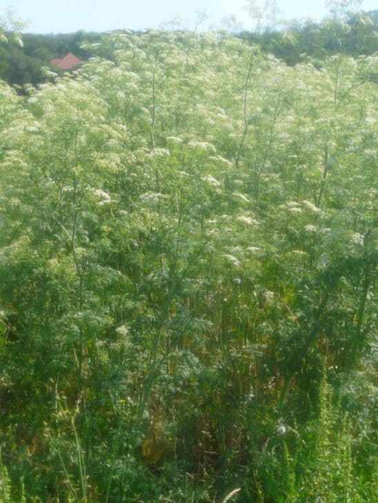 Poison Hemlock - Conium maculatum