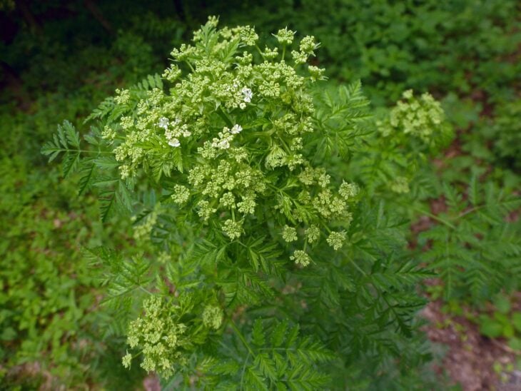 Poison Hemlock - Conium maculatum