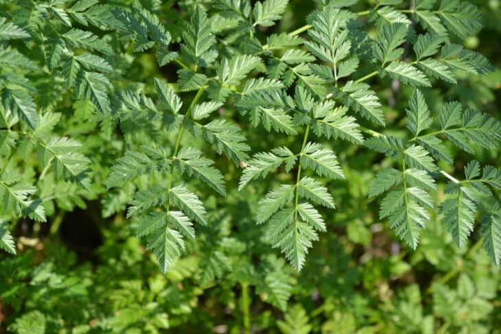 Poison Hemlock - Conium maculatum