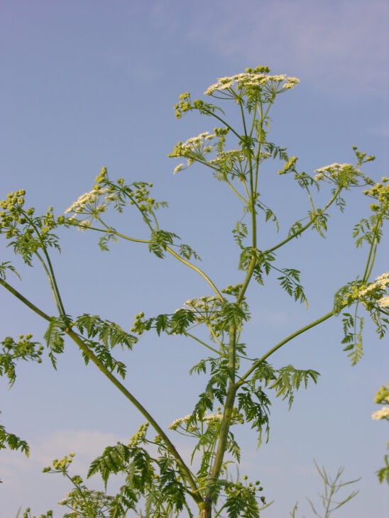 Poison Hemlock - Conium maculatum
