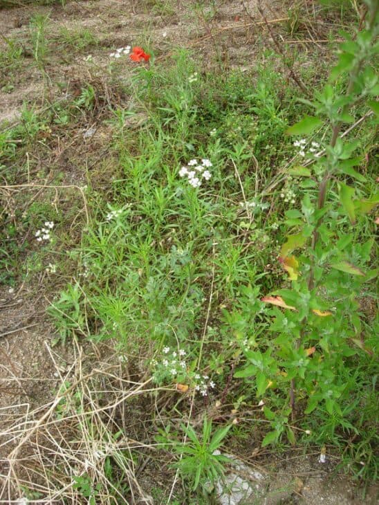 Poison Hemlock - Conium maculatum