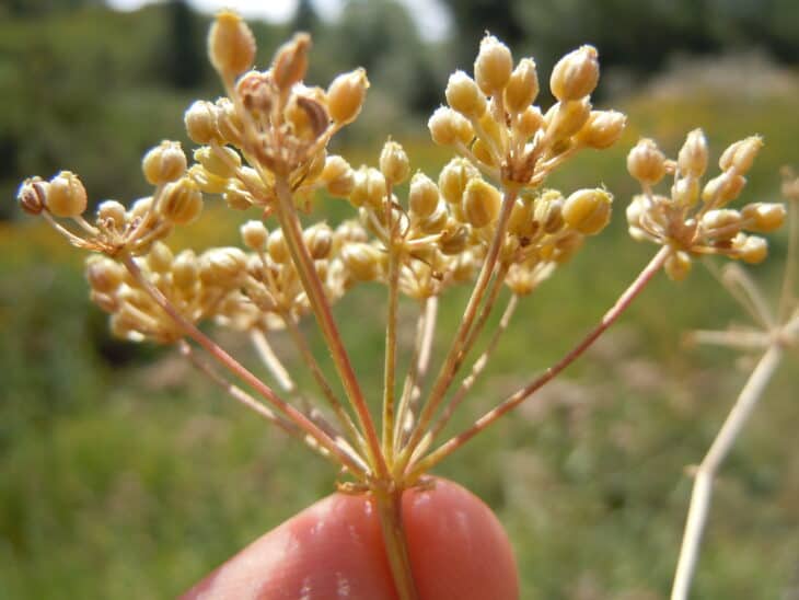 Poison Hemlock - Conium maculatum