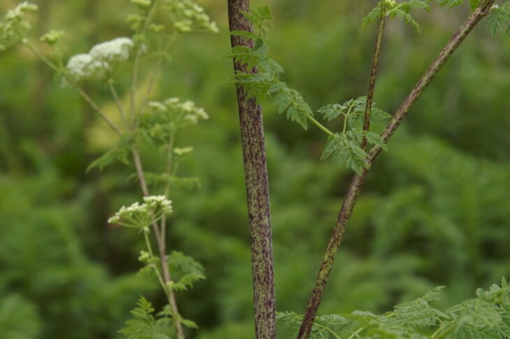 Poison Hemlock - Conium maculatum