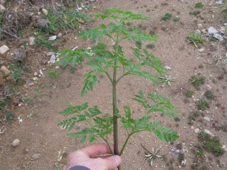 Poison Hemlock - Conium maculatum