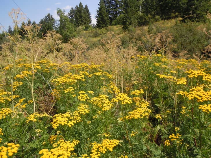 Poison Hemlock - Conium maculatum