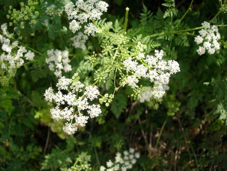 Poison Hemlock - Conium maculatum