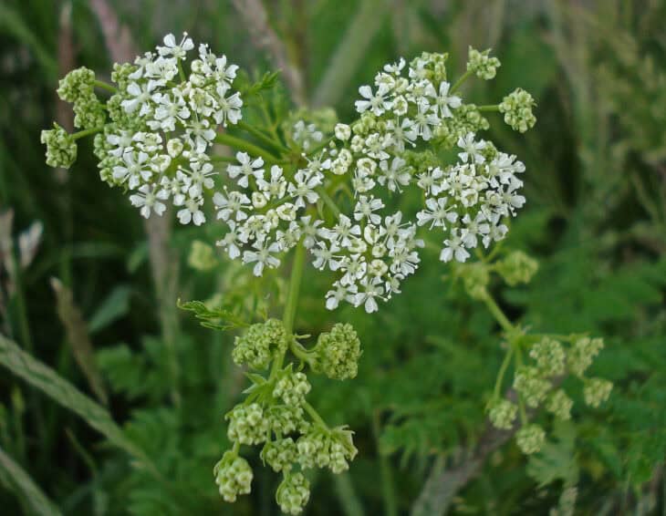 Poison Hemlock - Conium maculatum
