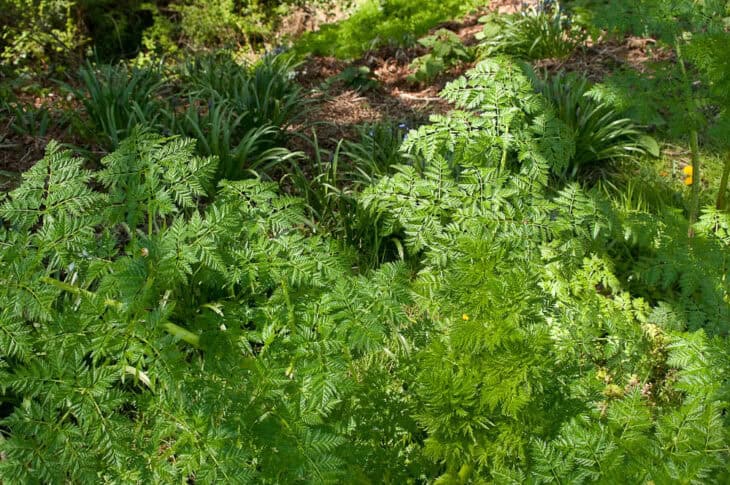 Poison Hemlock - Conium maculatum