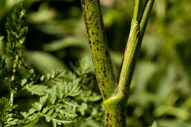 Poison Hemlock - Conium maculatum