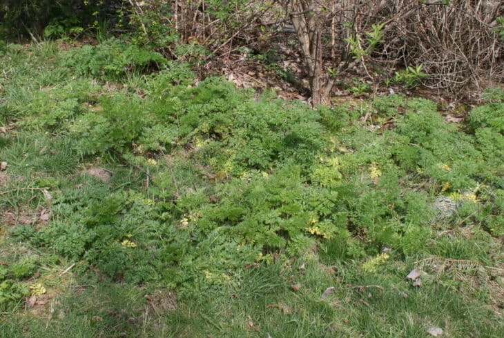 Poison Hemlock - Conium maculatum