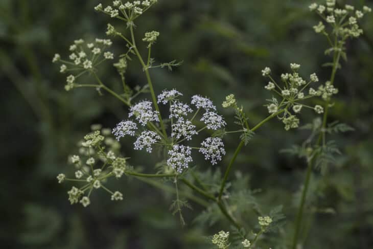 Poison Hemlock - Conium maculatum