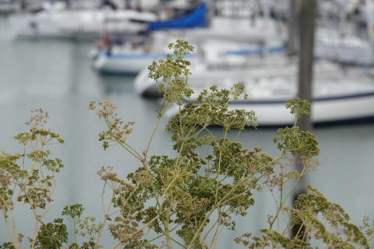 Poison Hemlock - Conium maculatum