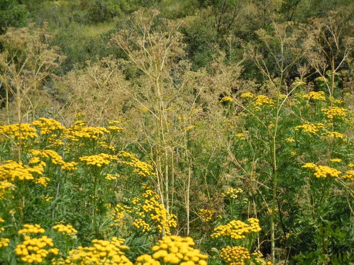 Poison Hemlock - Conium maculatum