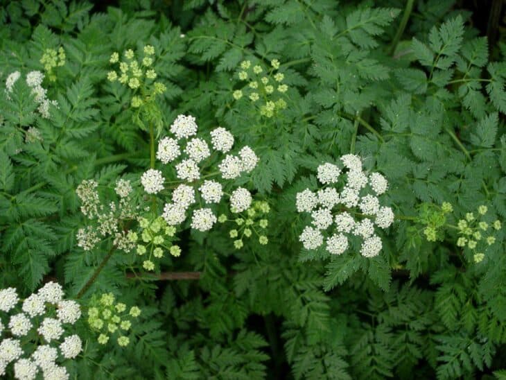Poison Hemlock - Conium maculatum