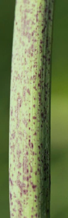 Poison Hemlock - Conium maculatum