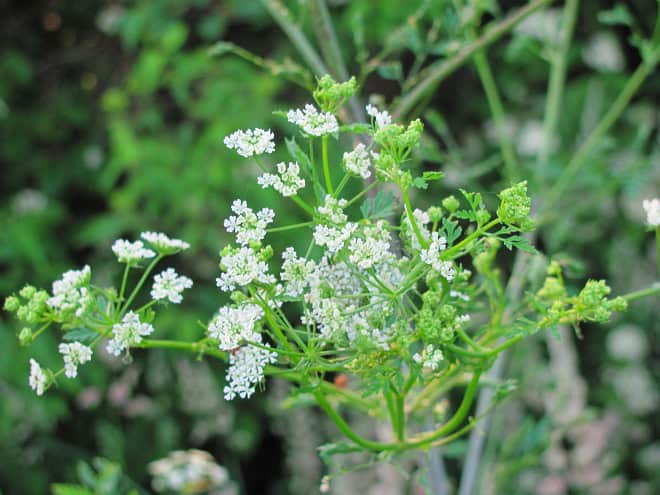 Poison Hemlock - Conium maculatum