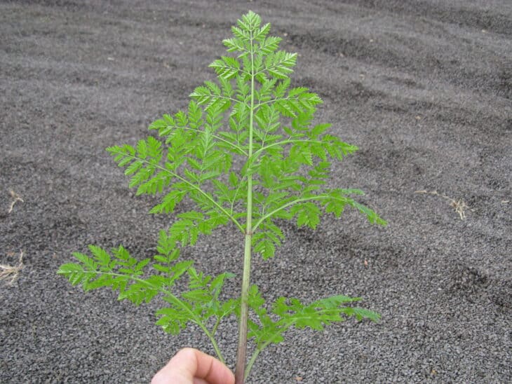 Poison Hemlock - Conium maculatum