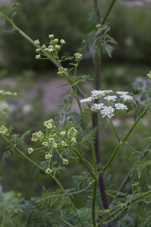 Poison Hemlock - Conium maculatum