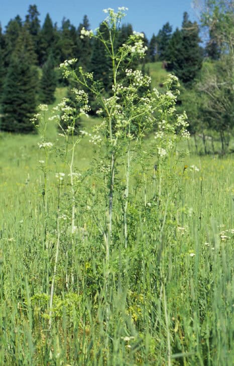 Poison Hemlock - Conium maculatum