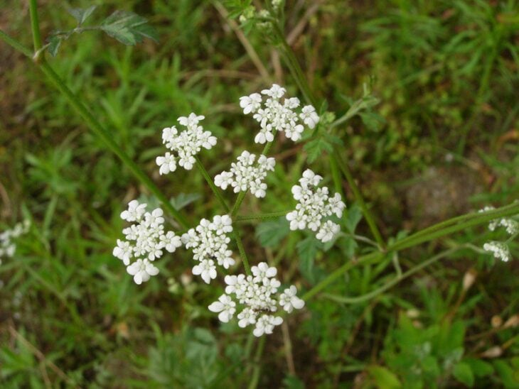 Poison Hemlock - Conium maculatum