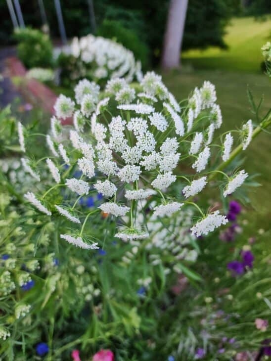 Poison Hemlock - Conium maculatum