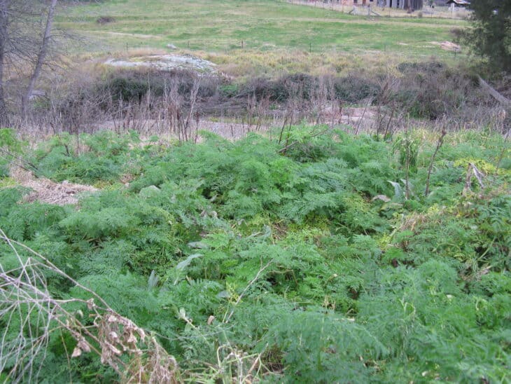 Poison Hemlock - Conium maculatum