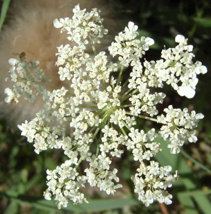 Poison Hemlock - Conium maculatum