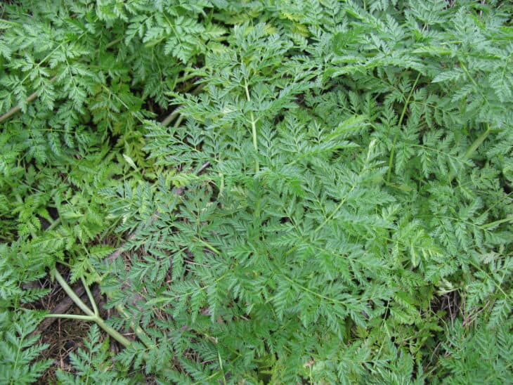 Poison Hemlock - Conium maculatum