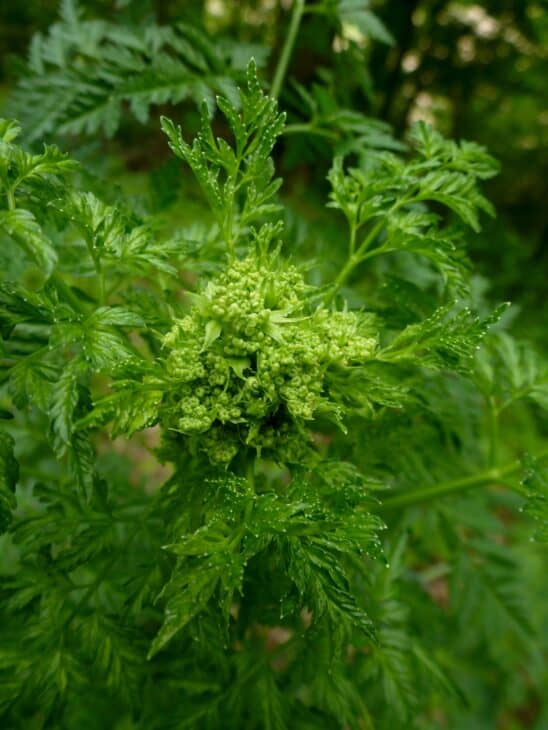 Poison Hemlock - Conium maculatum