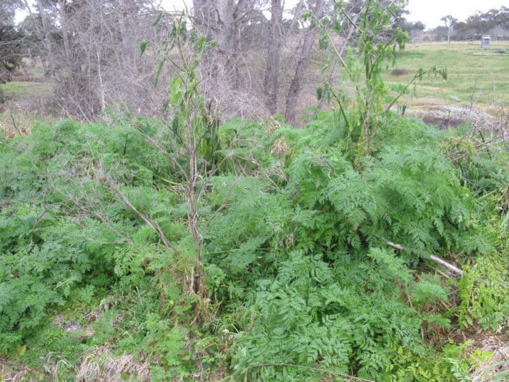 Poison Hemlock - Conium maculatum