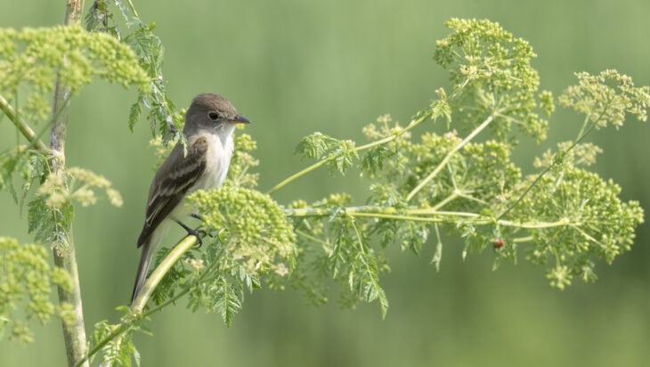 Poison Hemlock - Conium maculatum