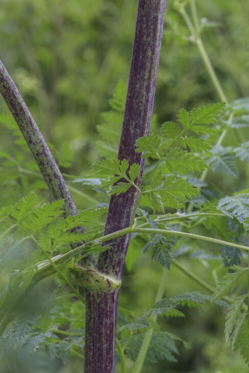 Poison Hemlock - Conium maculatum