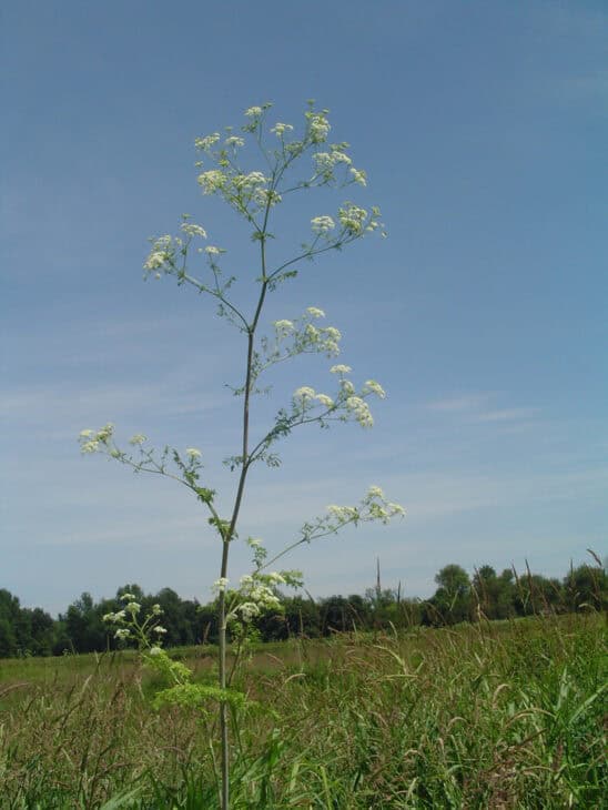 Poison Hemlock - Conium maculatum