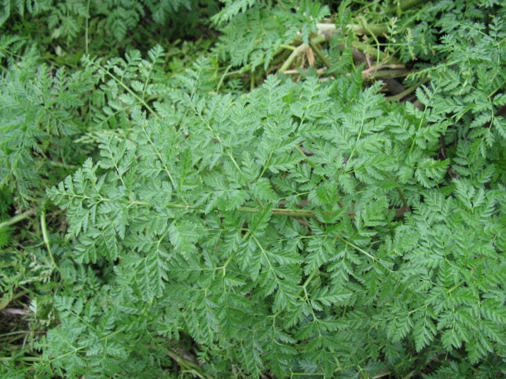 Poison Hemlock - Conium maculatum