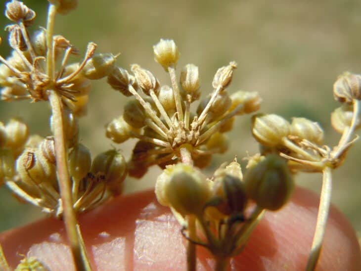 Poison Hemlock - Conium maculatum