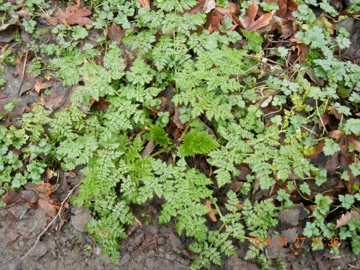 Poison Hemlock - Conium maculatum