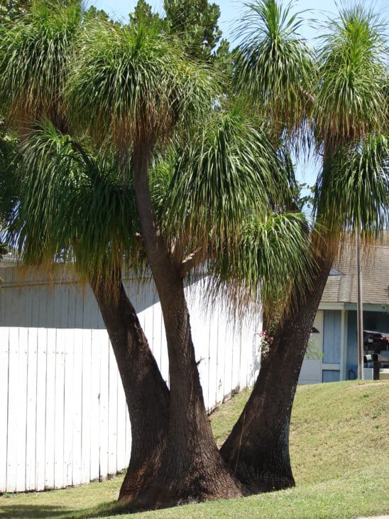 Ponytail Palm - Beaucarnea recurvata