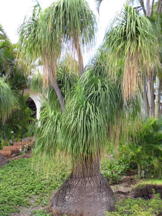 Ponytail Palm - Beaucarnea recurvata