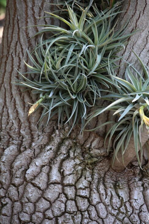 Ponytail Palm - Beaucarnea recurvata