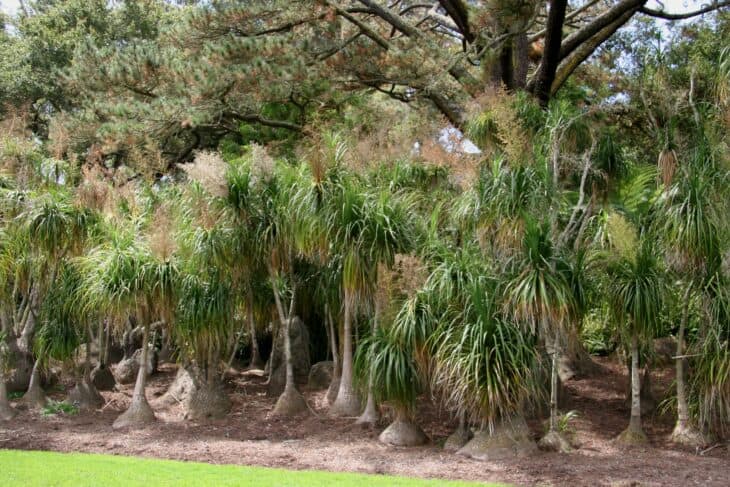 Ponytail Palm - Beaucarnea recurvata