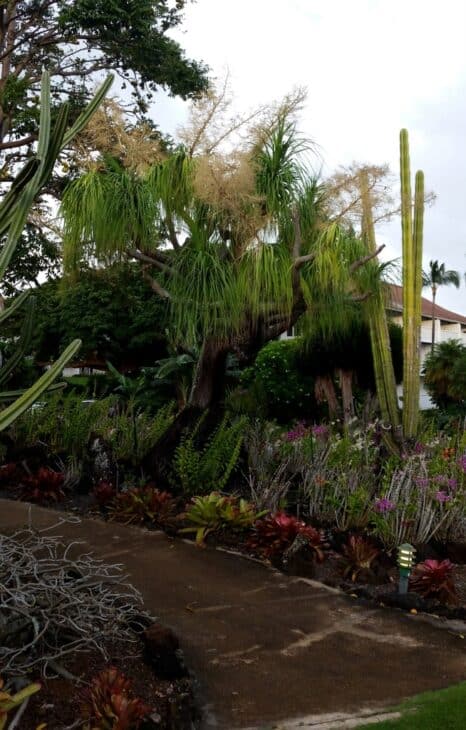 Ponytail Palm - Beaucarnea recurvata