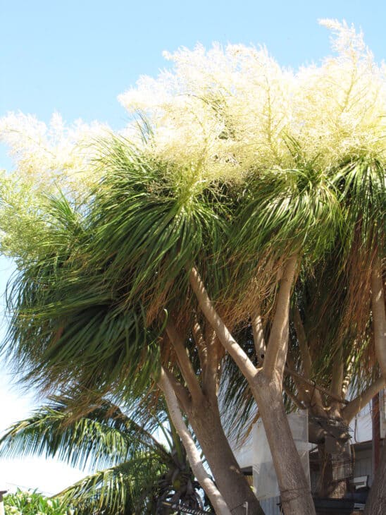 Ponytail Palm - Beaucarnea recurvata