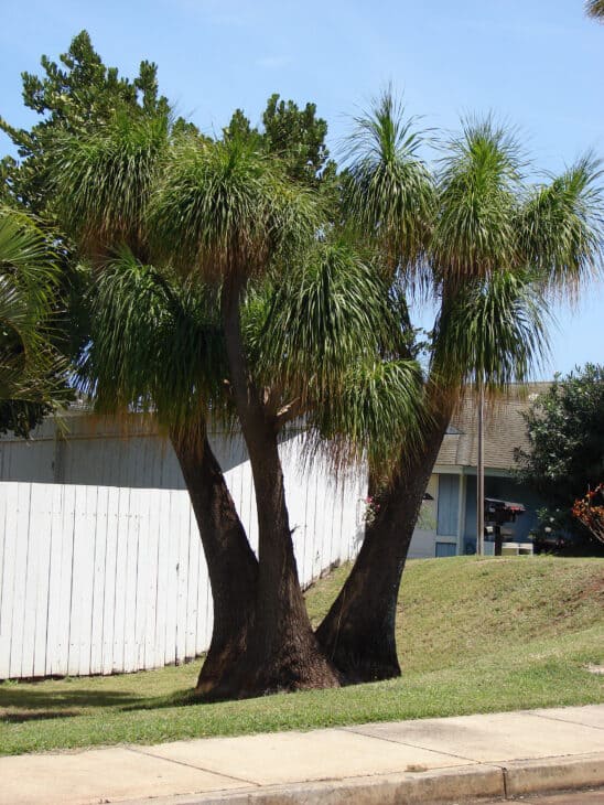 Ponytail Palm - Beaucarnea recurvata